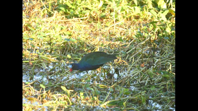 Purple Gallinule - ML616640159