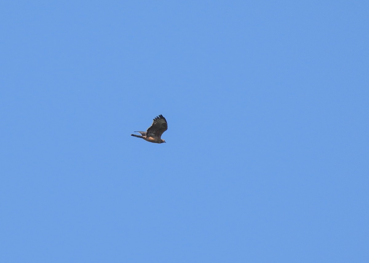 Oriental Honey-buzzard - ML616640185