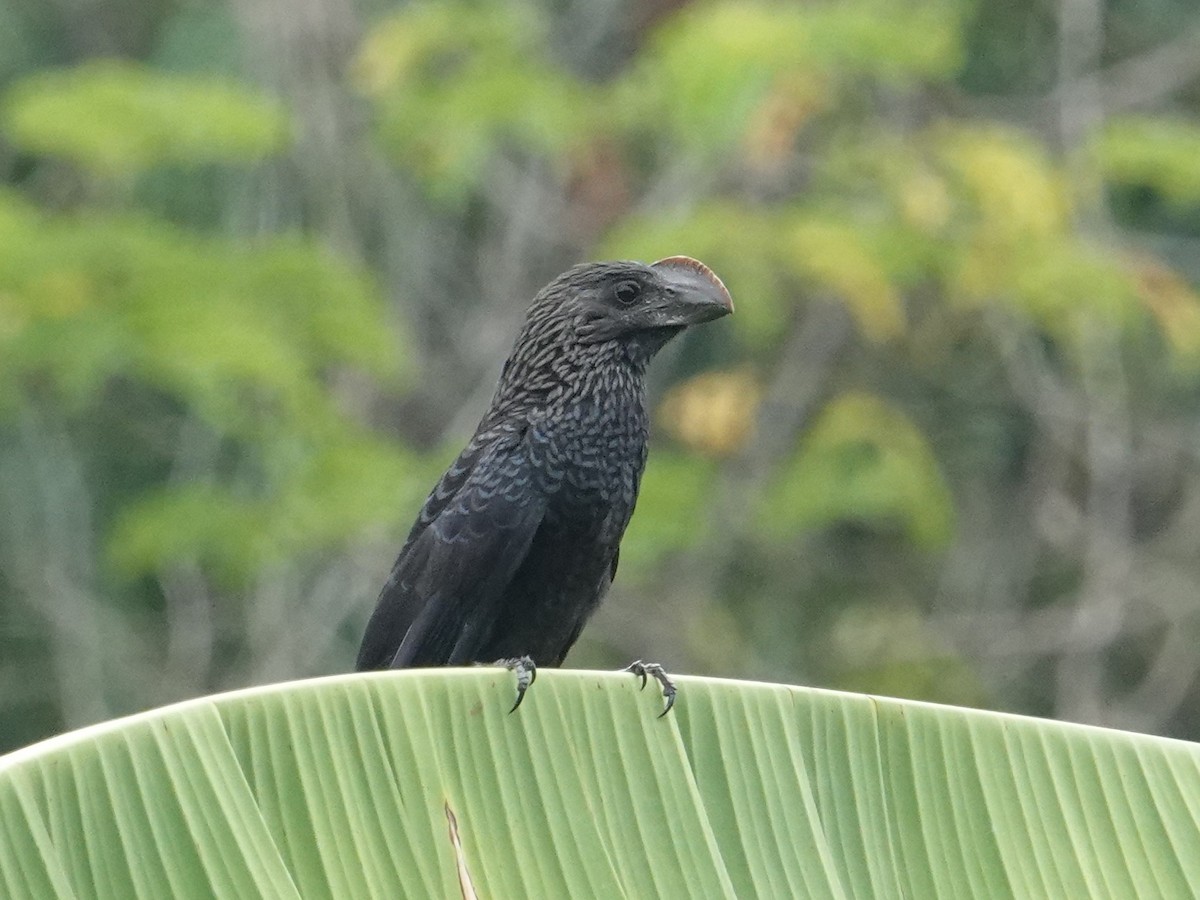 Smooth-billed Ani - ML616640191