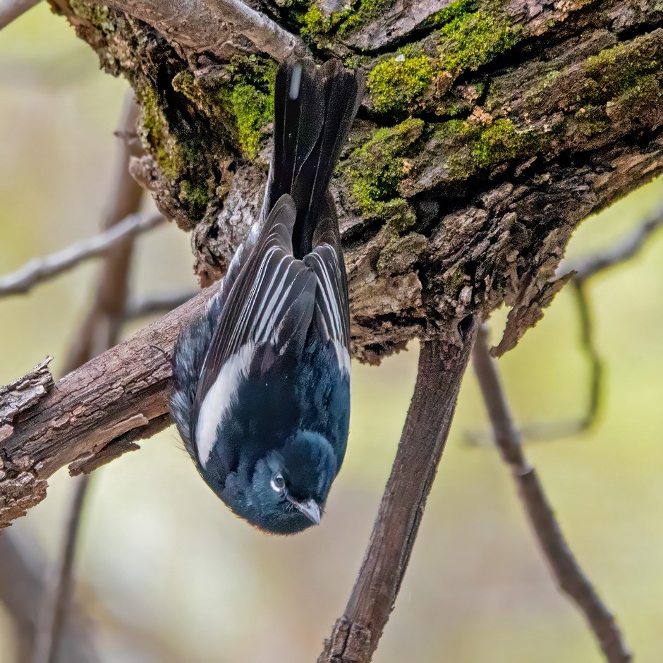 Painted Redstart - ML616640193