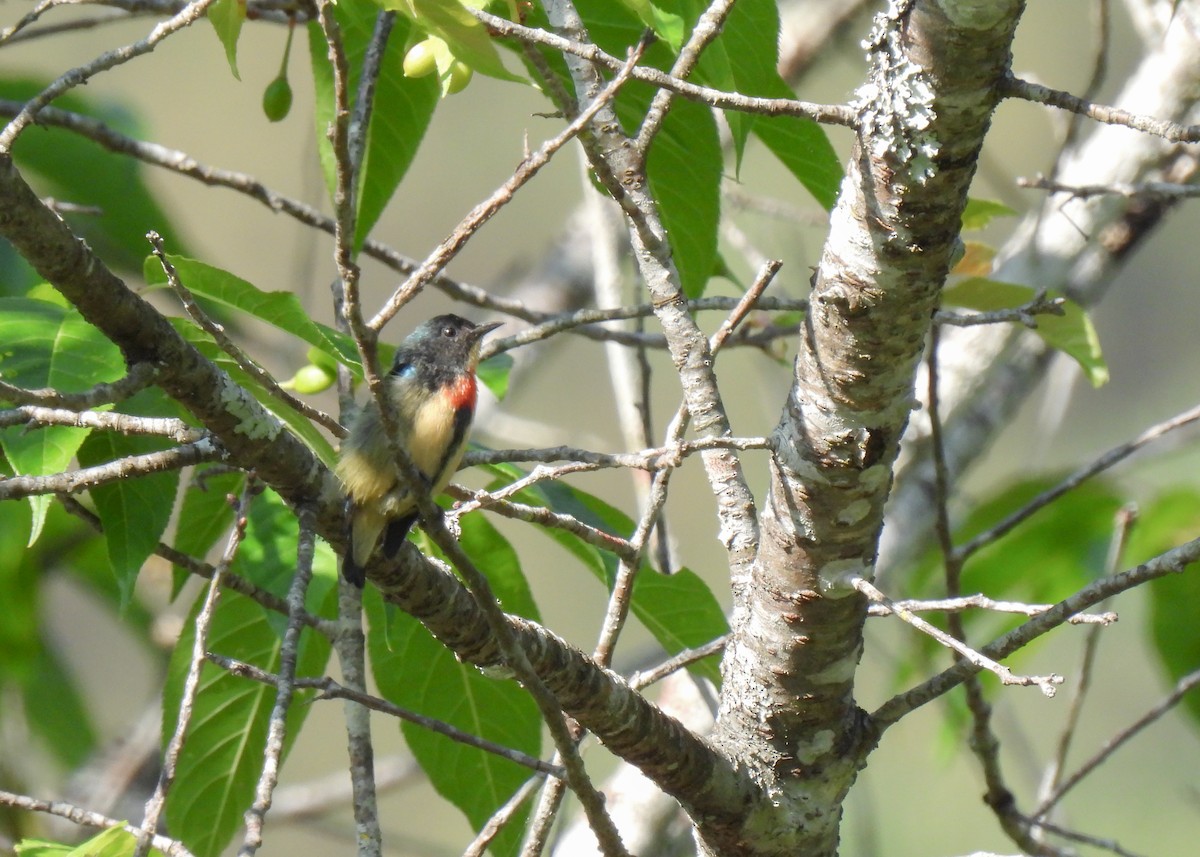 Fire-breasted Flowerpecker - ML616640197