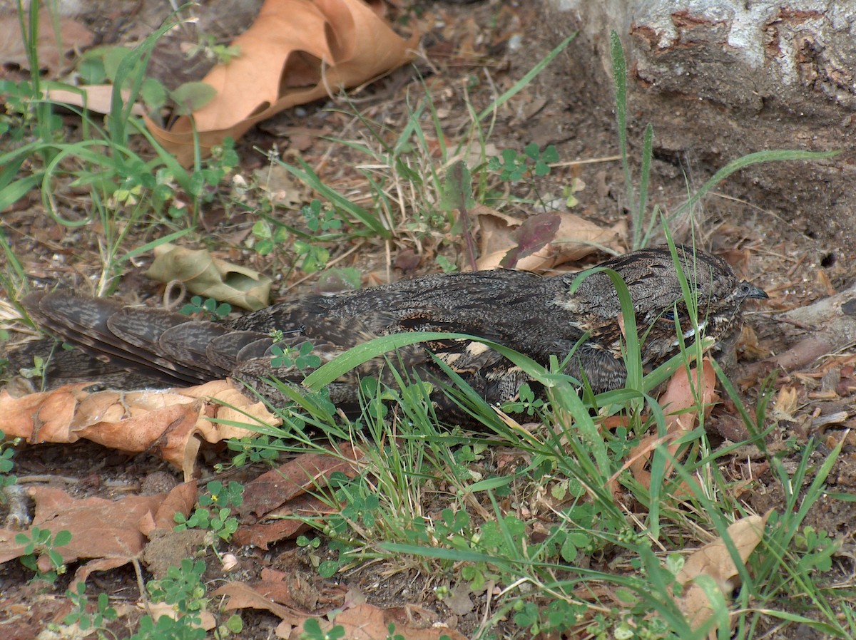 Eurasian Nightjar - ML616640210