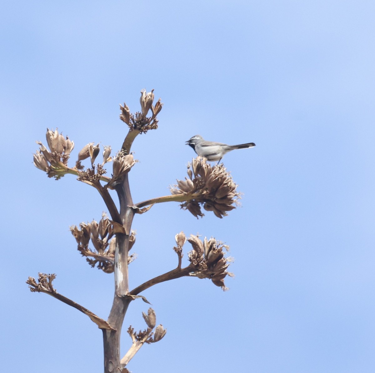 Black-throated Sparrow - larry nigro