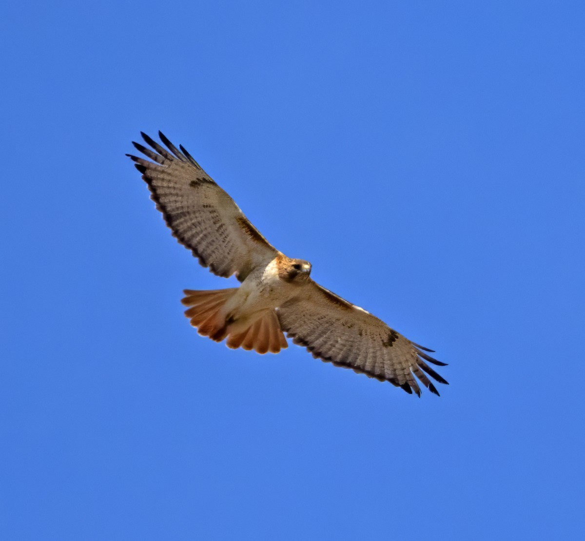 Red-tailed Hawk (borealis) - Dave Rintoul