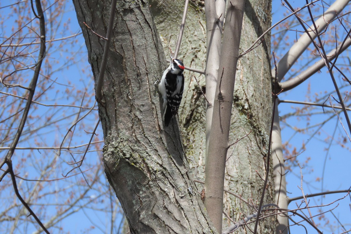 Downy Woodpecker - Rebecca Giroux