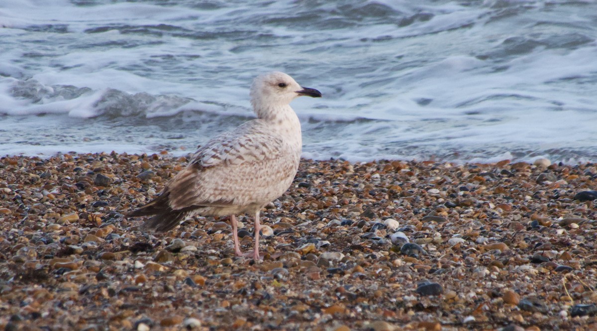 Gaviota Argéntea - ML616640262