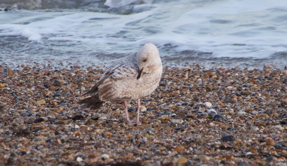 Herring Gull - ML616640263