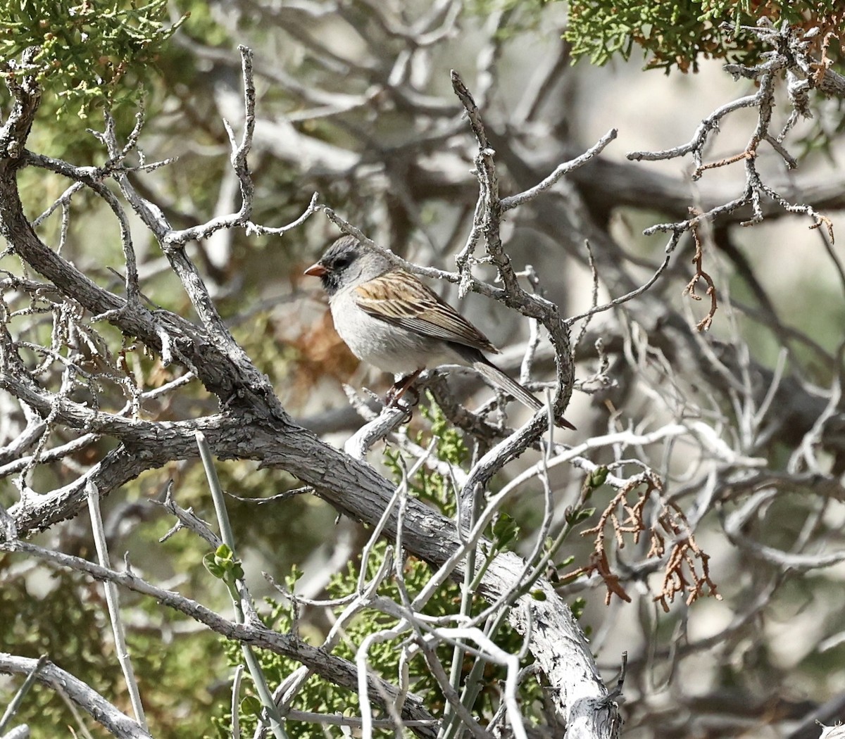 Black-chinned Sparrow - larry nigro