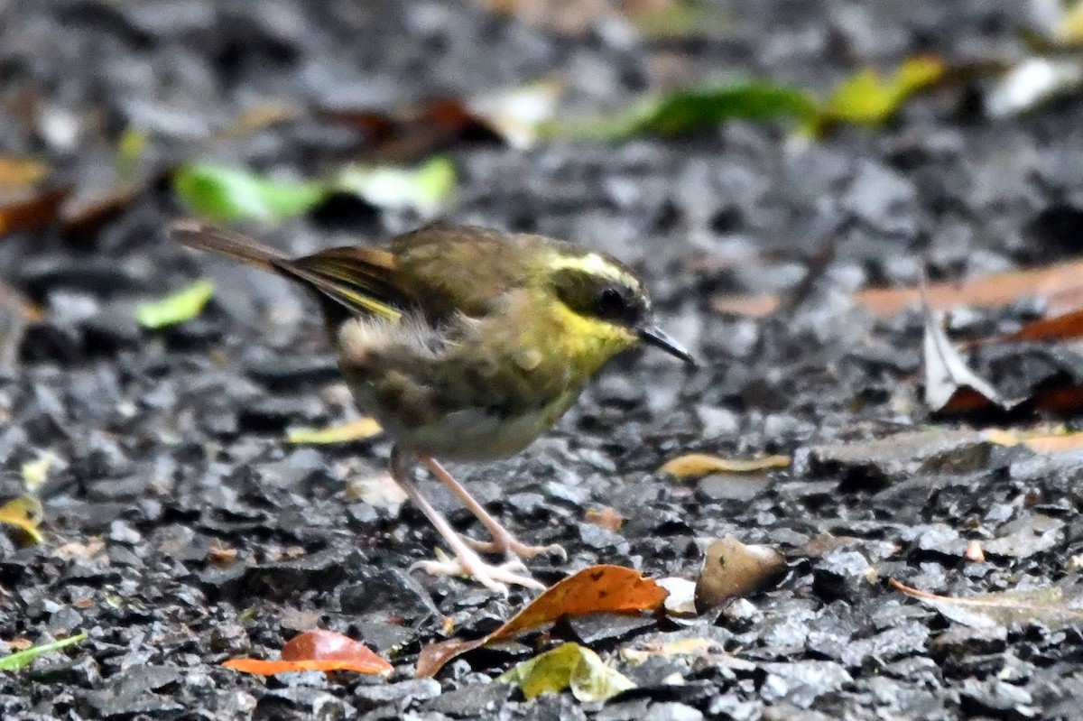 Yellow-throated Scrubwren - ML616640374