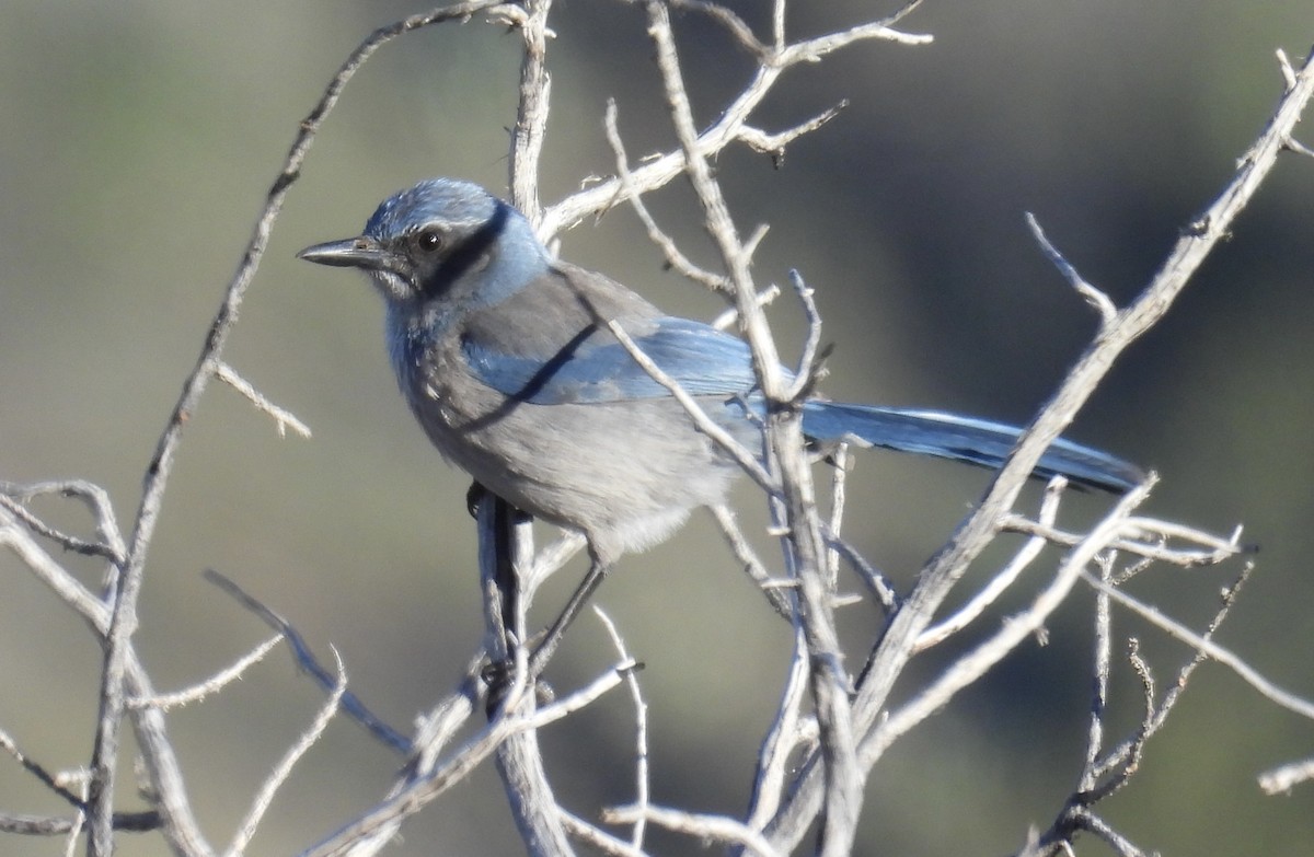 Woodhouse's Scrub-Jay - ML616640383