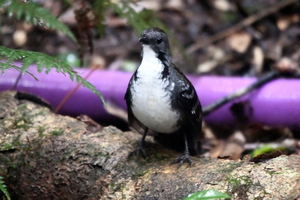 Australian Logrunner - Isabel Apkarian