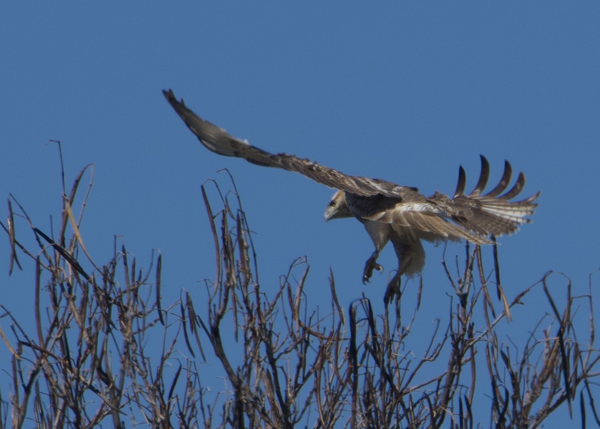 Red-tailed Hawk - ML616640415