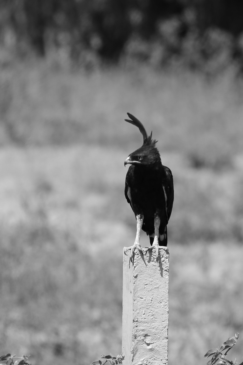 Long-crested Eagle - ML616640435