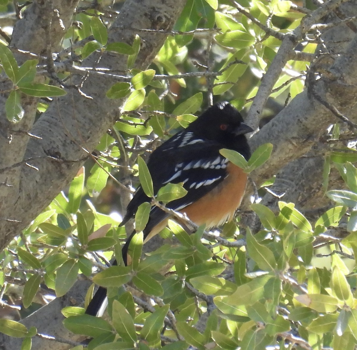 Spotted Towhee - ML616640467