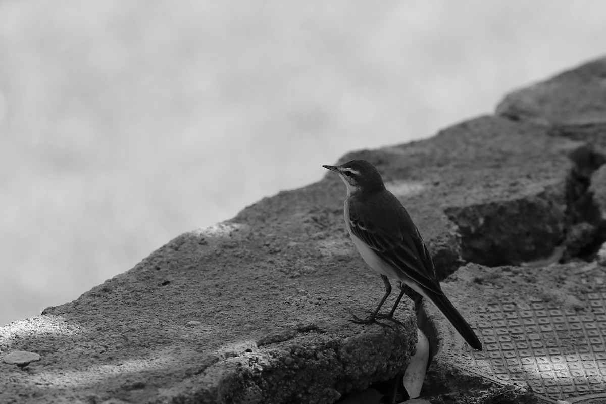 Western Yellow Wagtail - Kevin Hannah