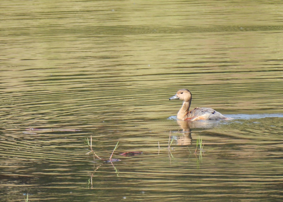 Dendrocygne siffleur - ML616640512