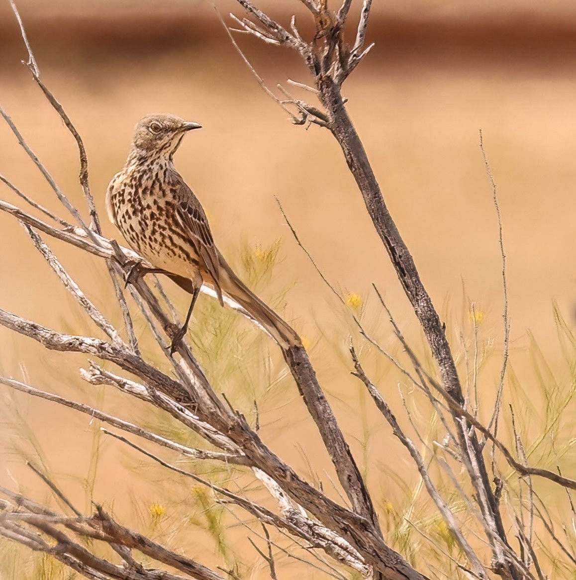 Sage Thrasher - Lon Baumgardt