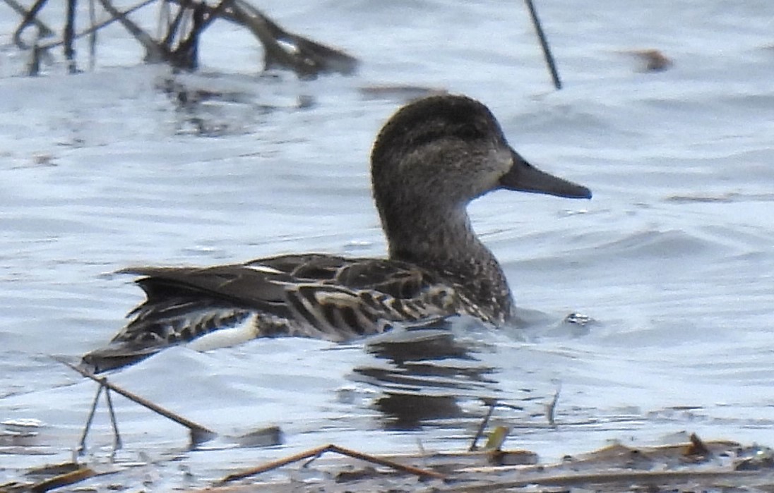 Green-winged Teal - Carol Baird Molander