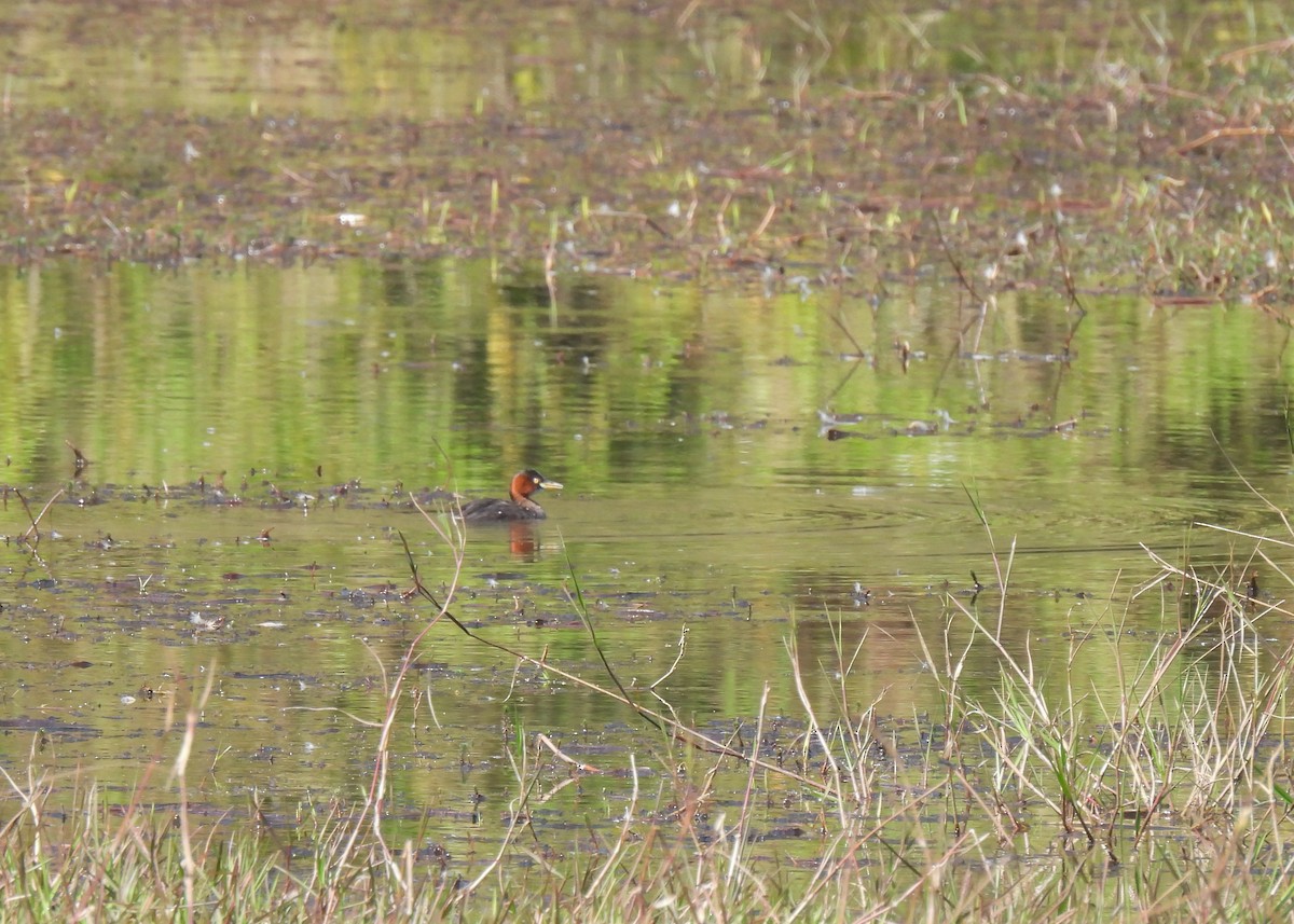 Little Grebe - ML616640633