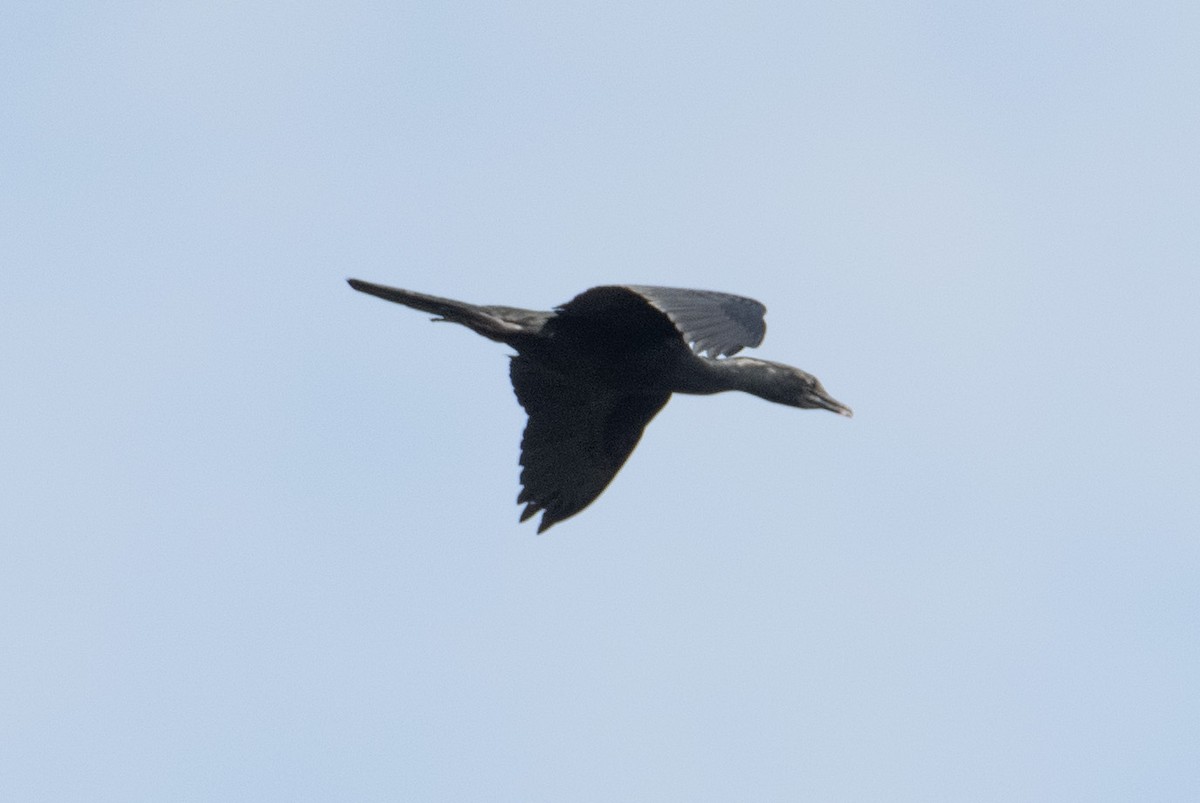 Little Cormorant - SERGEY ELISEEV