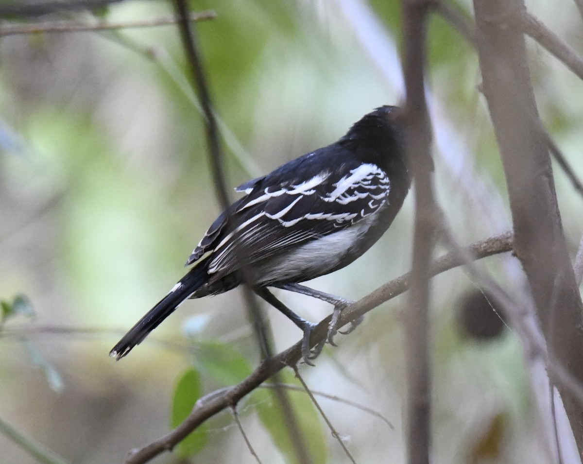 Black-backed Antshrike - ML616640636