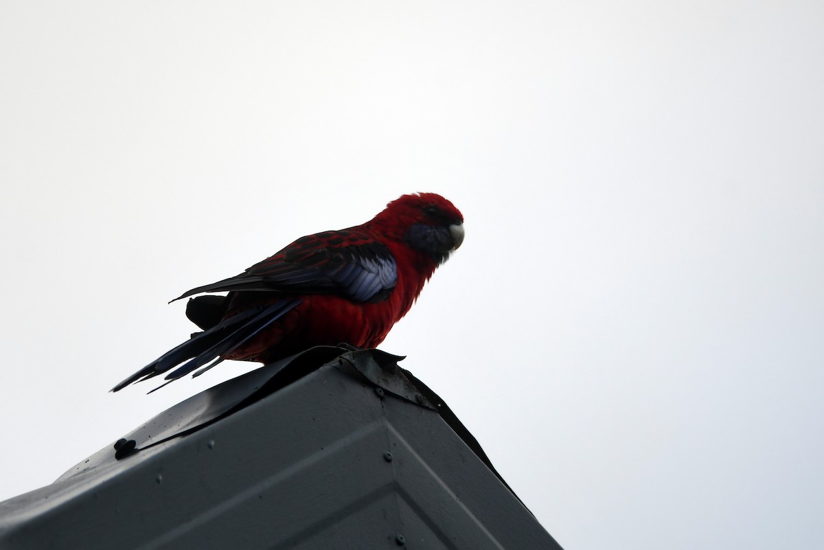 Crimson Rosella (Crimson) - Isabel Apkarian