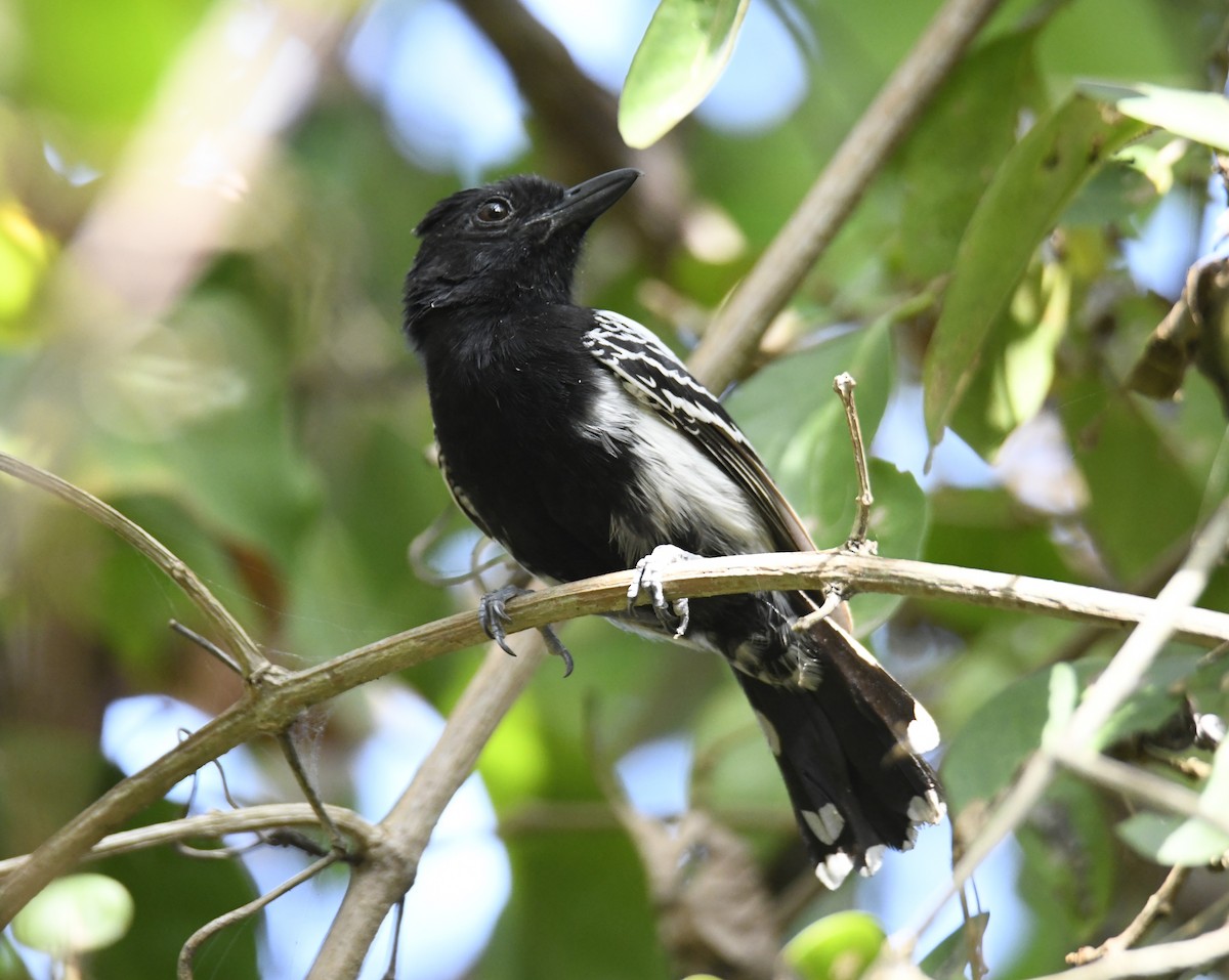 Black-backed Antshrike - ML616640642