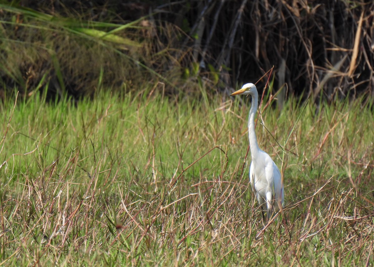 Garza sp. (Ardea sp.) - ML616640673