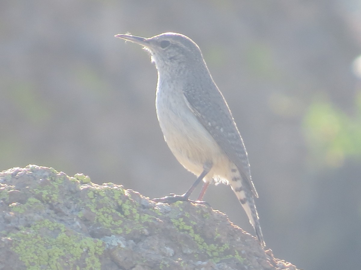 Rock Wren - ML616640682