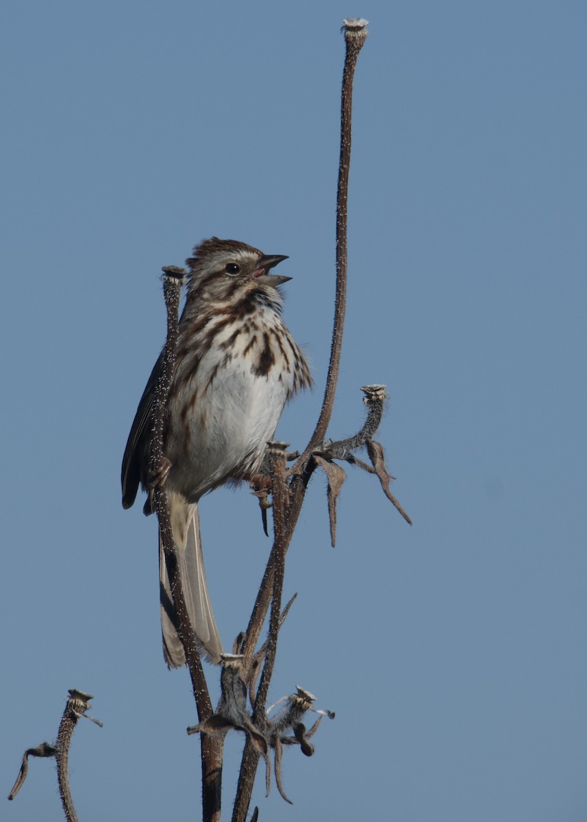 Song Sparrow - ML616640698