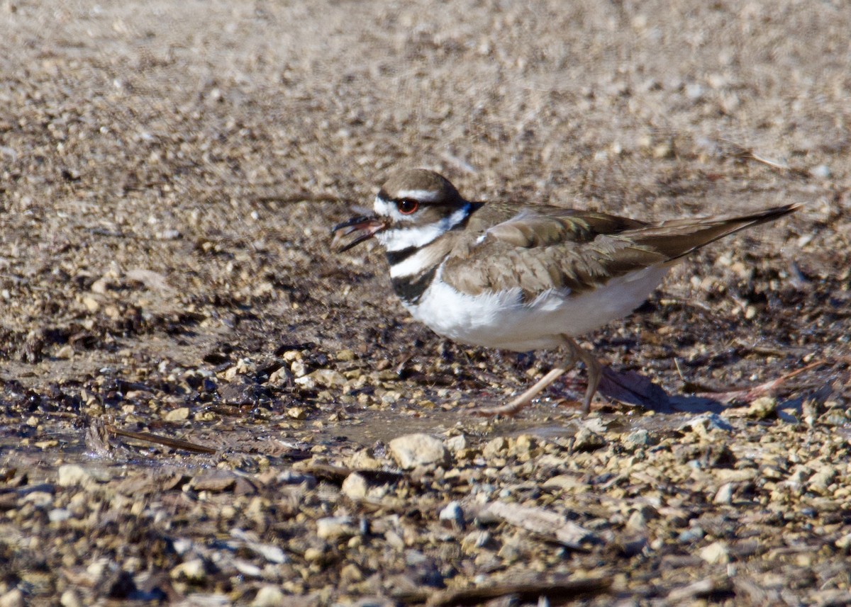 Killdeer - ML616640717