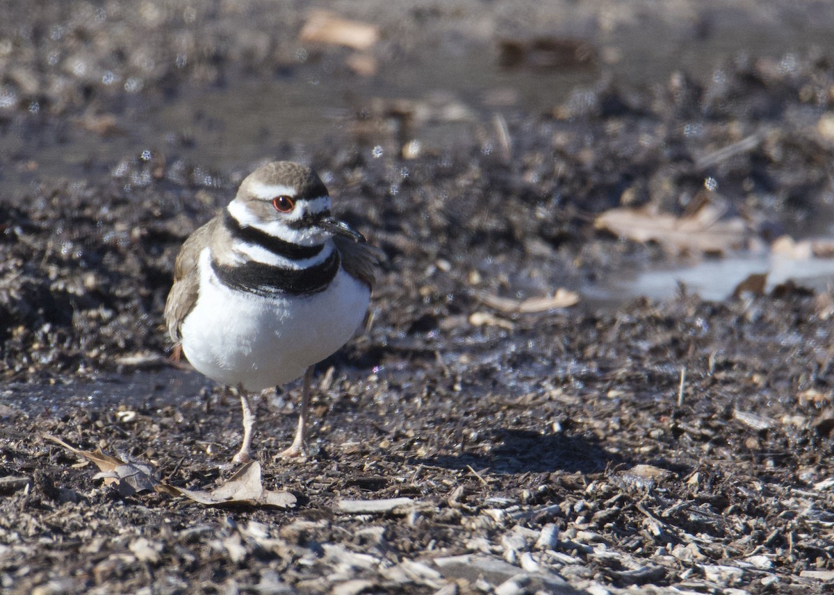 Killdeer - ML616640720