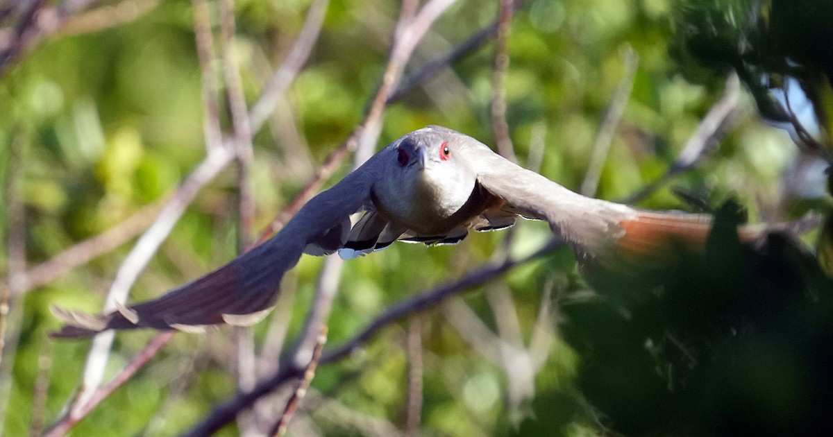 Great Lizard-Cuckoo - ML616640722