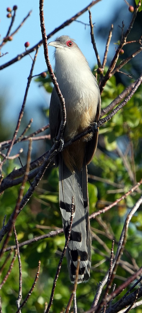 Great Lizard-Cuckoo - ML616640723