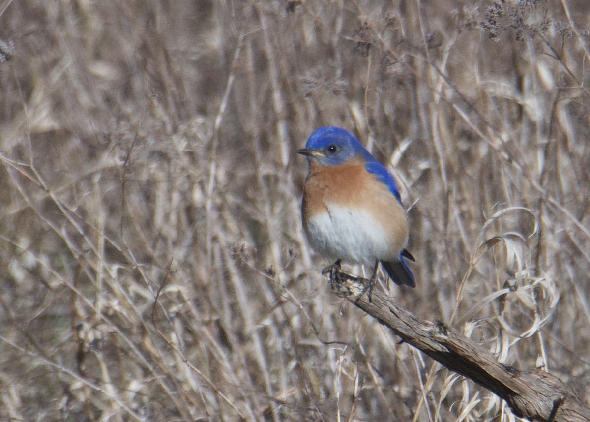 Eastern Bluebird - ML616640735