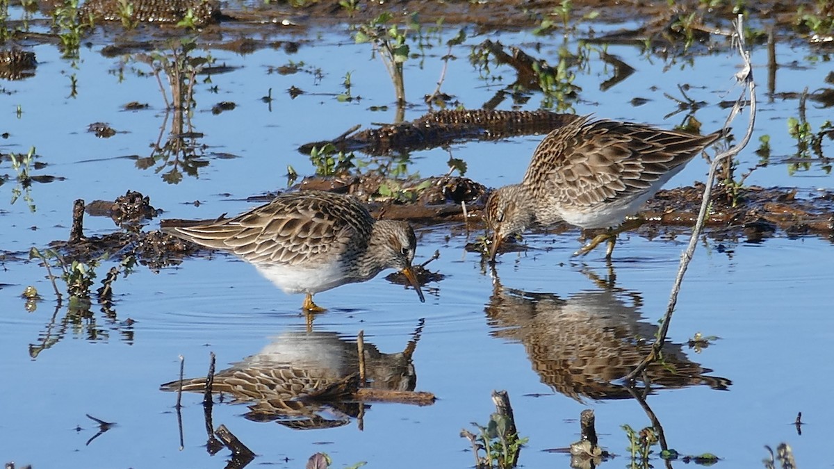 Pectoral Sandpiper - ML616640751