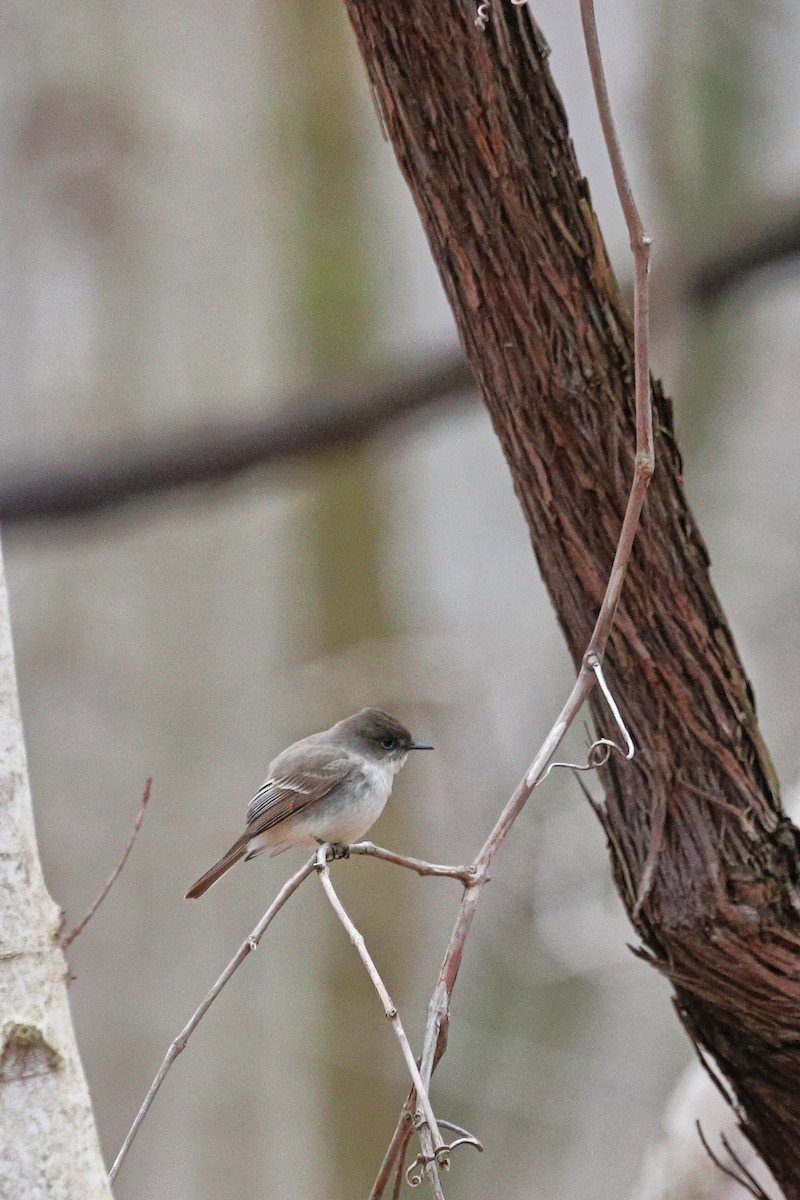 Eastern Phoebe - ML616640764