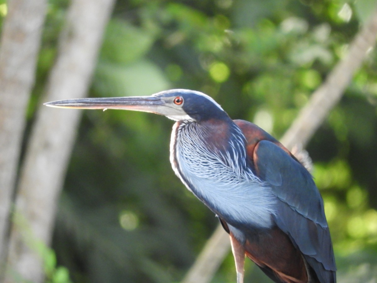 Agami Heron - ML616640768