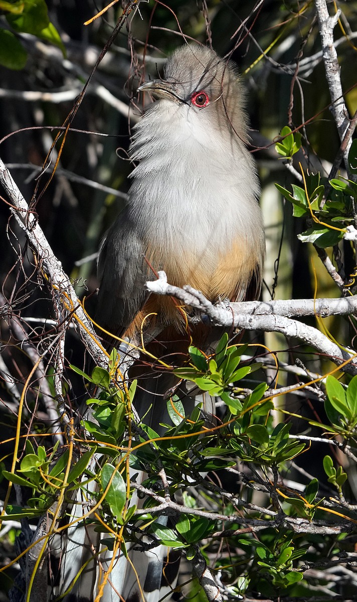 Great Lizard-Cuckoo - ML616640801