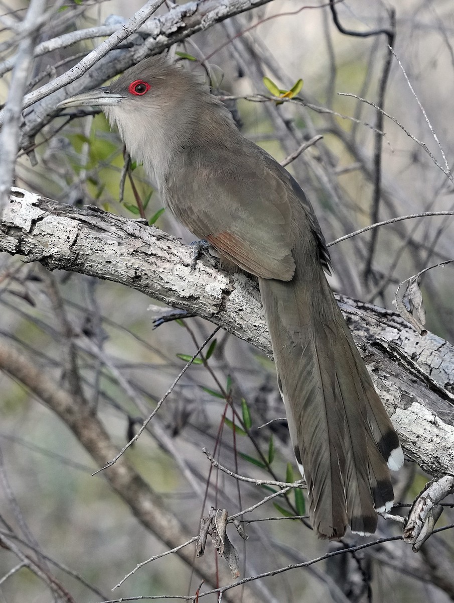 Great Lizard-Cuckoo - Phil Davis