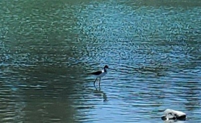 Black-necked Stilt (Black-necked) - ML616640824