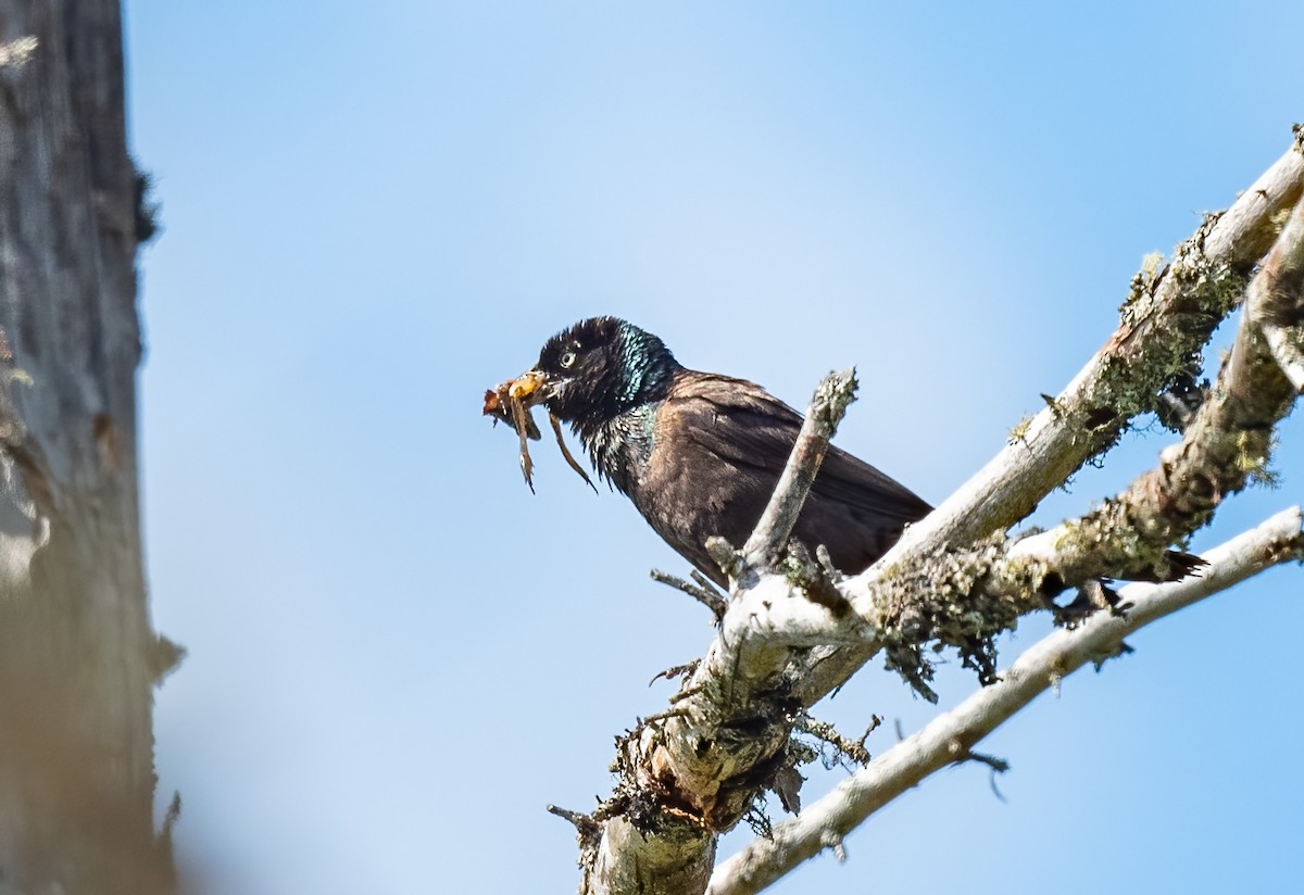 Common Grackle - ML616640872