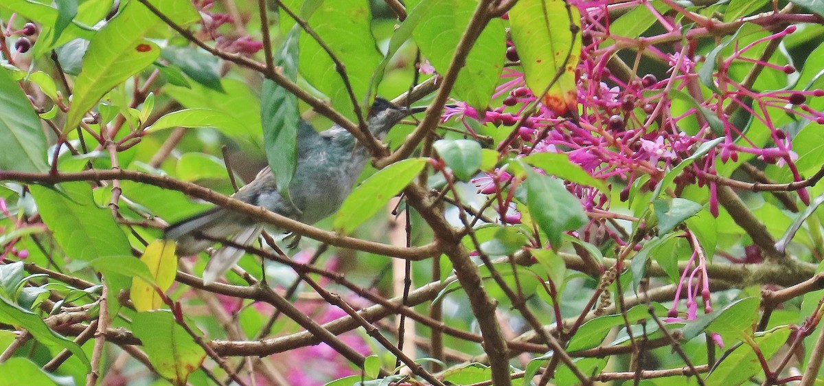 Green-breasted Mountain-gem - ML616640887