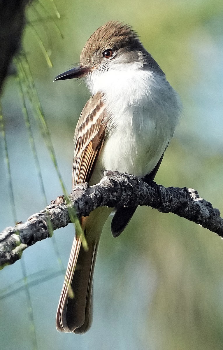 La Sagra's Flycatcher - Phil Davis