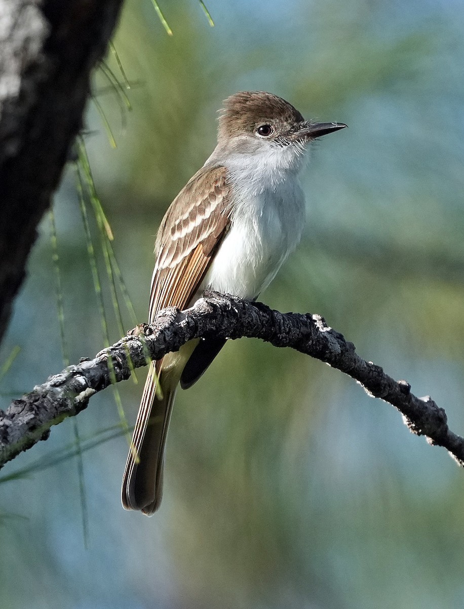 La Sagra's Flycatcher - ML616640904