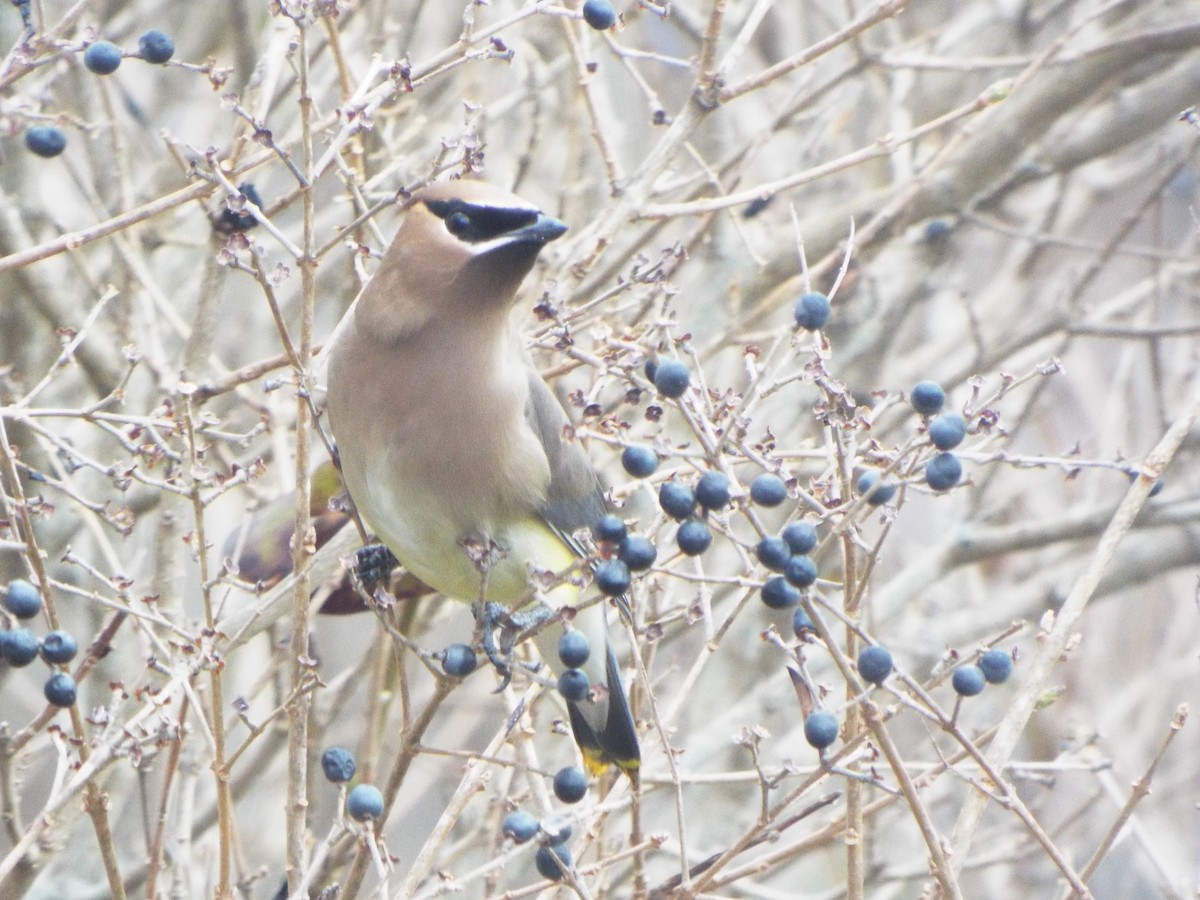 Cedar Waxwing - Jonathan Layman