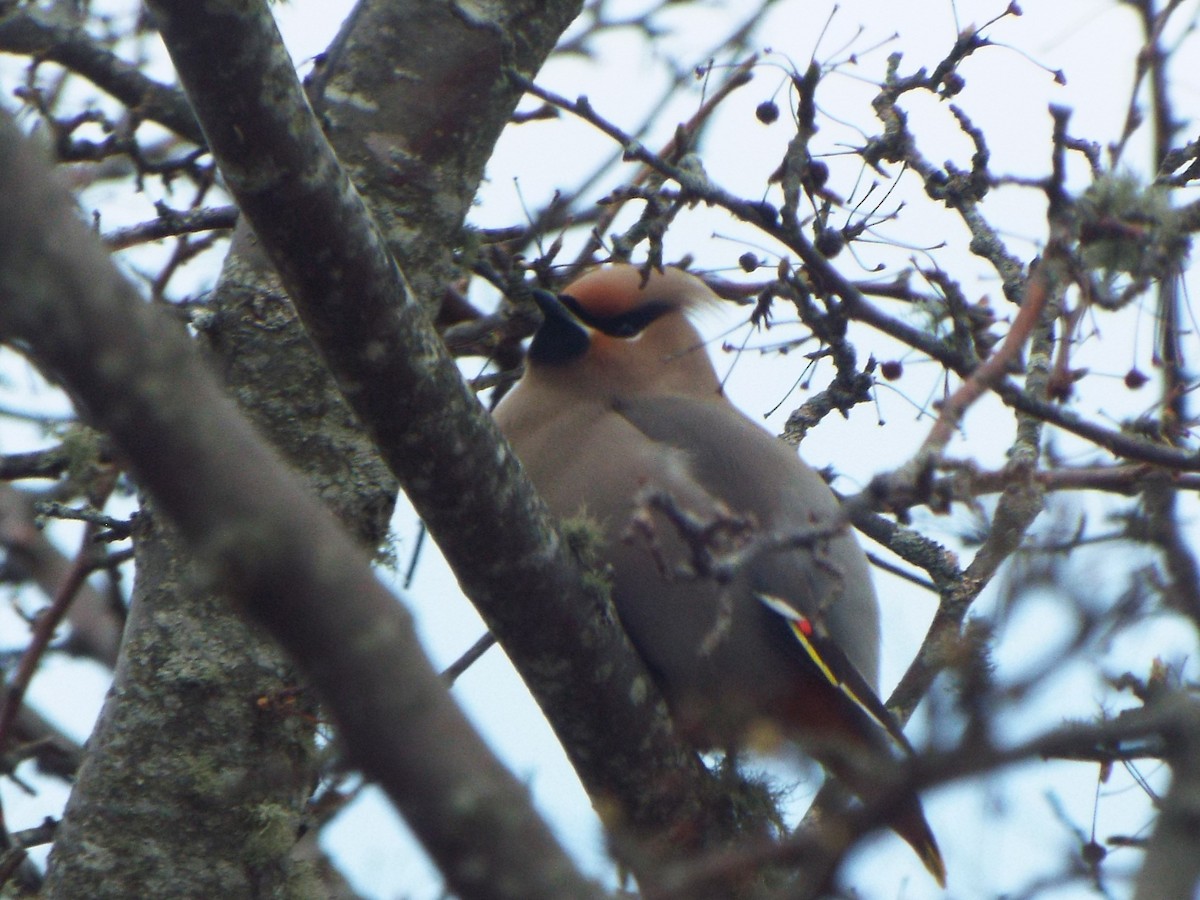 Bohemian Waxwing - Jonathan Layman