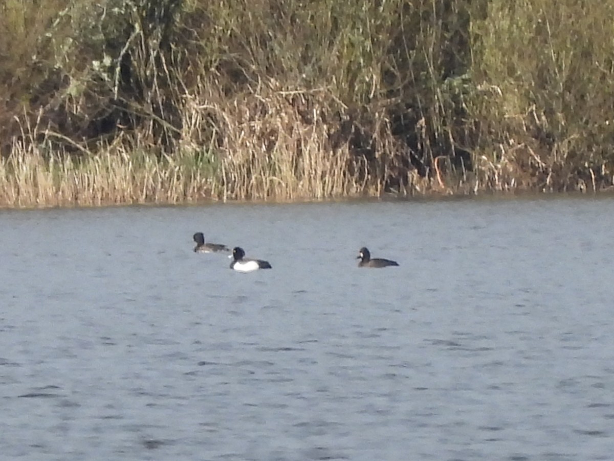 Lesser Scaup - ML616640978