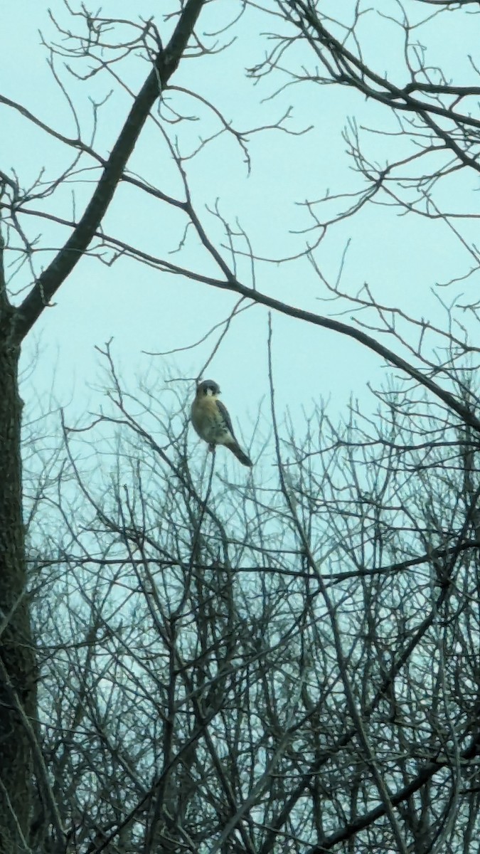 American Kestrel - ML616640992