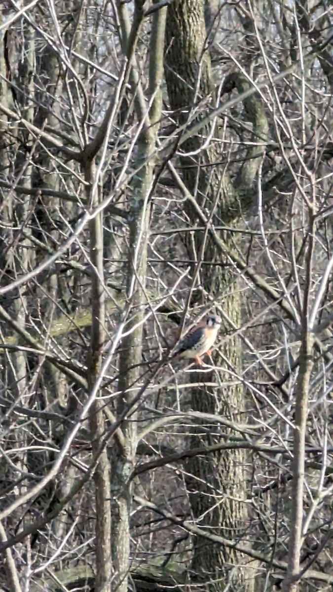 American Kestrel - ML616640993